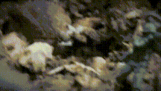 a bunch of animals are laying on the ground in a dark room