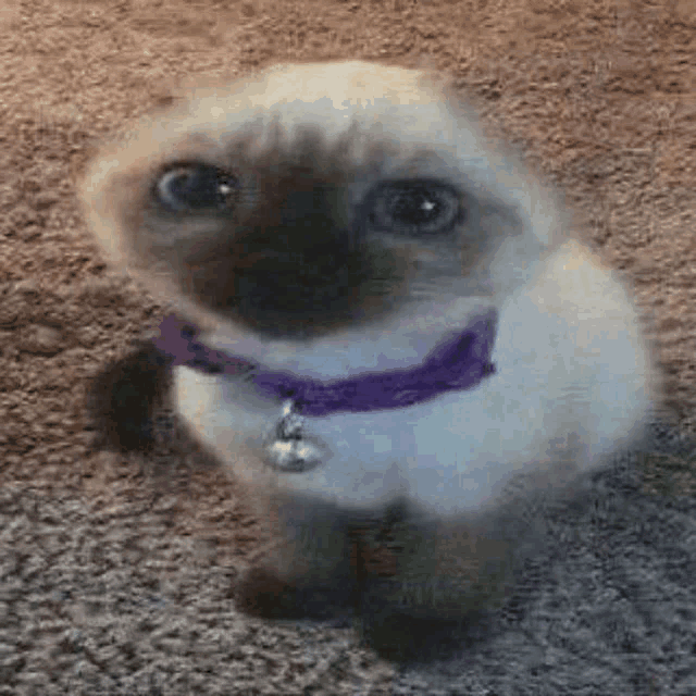 a siamese cat wearing a purple collar is sitting on a carpet .