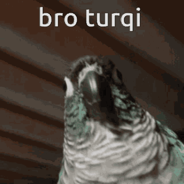 a close up of a parrot with the words bro turqi written above it