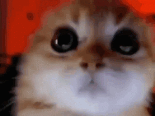 Cat Mind Control GIF - Cat Mind Control Forcing You To Love Me With Mind Control GIFs
