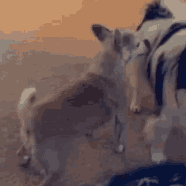 a couple of dogs are standing next to each other on a dirt field .