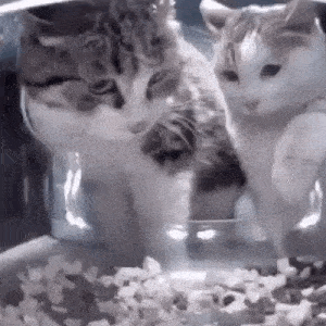 a cat and a kitten are eating from a bowl .