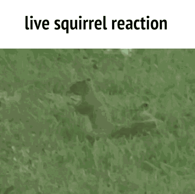 Live Reaction Squirrel GIF - Live Reaction Squirrel GIFs