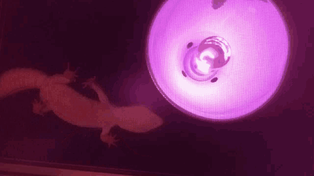 a purple light is shining on a lizard in a cage .