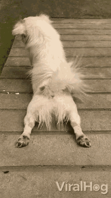 Crawling Viralhog GIF - Crawling Viralhog Dog GIFs