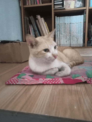 a cat is laying on a pink blanket in front of a bookshelf with books on it