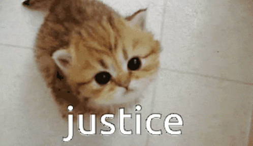 Kitten Justice GIF - Kitten Justice Wap Kingdom GIFs