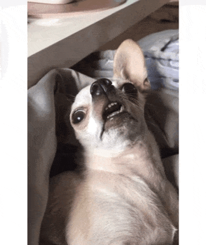 Cody Winklederp Chihuahua GIF - Cody Winklederp Chihuahua Blinking GIFs