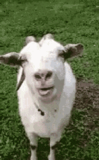Goat Tongue Out GIF