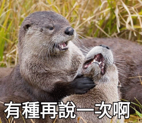 Otters Holding Hands How Dare You GIF