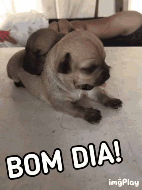 two puppies laying on top of each other with bom dia written on the bottom