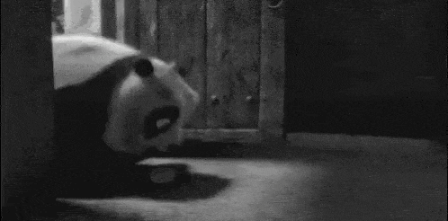 a black and white photo of a panda bear looking out of a window in a zoo .