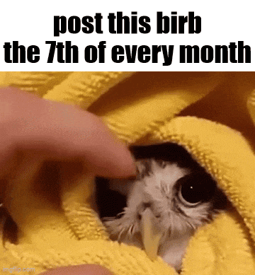 a picture of an owl wrapped in a yellow blanket