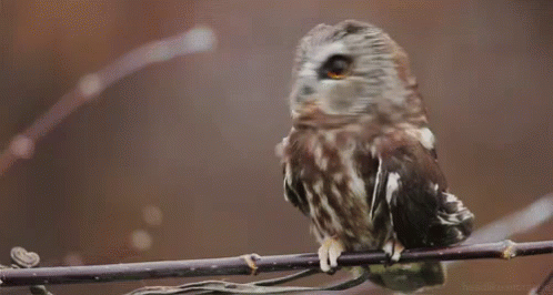 Chouette GIF - Chouette Owl Watch GIFs