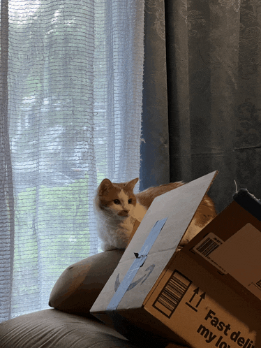 a cat sits on top of a cardboard box that says fast delivery my love