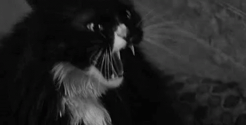 Angry Cat GIF - Angry Cat Mad GIFs