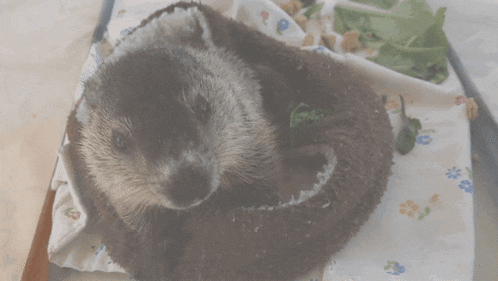 a close up of an otter laying on a white cloth