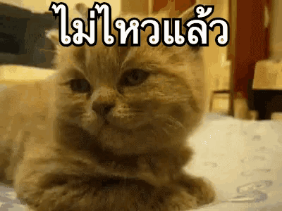 a cat is laying on a bed with a foreign language written on it