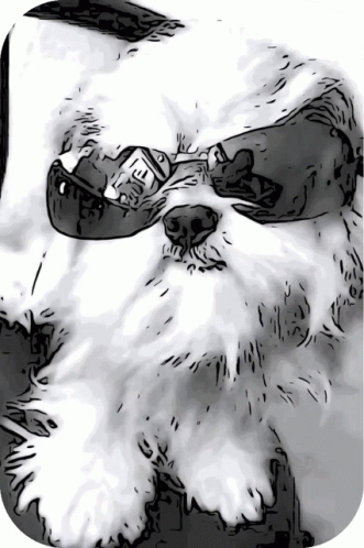 Coolmog Cool Puppy Fur Doggy Dog Doggie Gray Grey Shades GIF - Coolmog Cool Puppy Fur Doggy Dog Doggie Gray Grey Shades GIFs