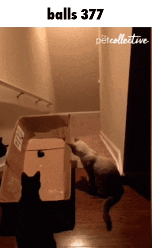 a cat playing with a box that says balls 377 on it