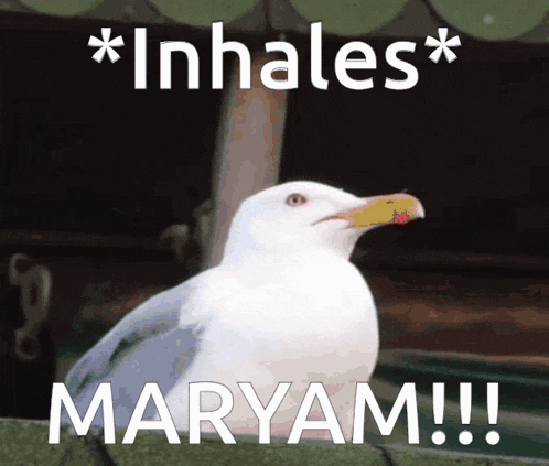 a seagull is sitting on a ledge with a caption that says inhales maryam !!!
