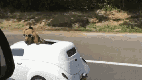 a dog wearing sunglasses is sitting on the roof of a car .