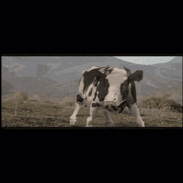 a black and white cow is standing in a grassy field with mountains in the background