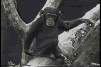 Monkey Butt GIF