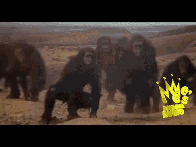 Puthalisimios Eneste Momento In This Moment GIF - Puthalisimios Eneste Momento In This Moment Monkeys GIFs