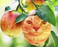 two apples with a cat face on them are hanging from a tree .