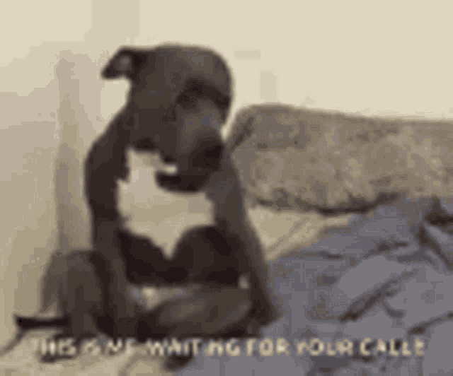 Tired Dog GIF - Tired Dog Waiting For Your Call GIFs