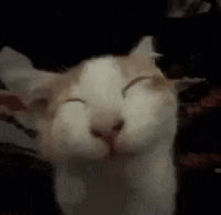 a close up of a cat with its eyes closed and smiling .