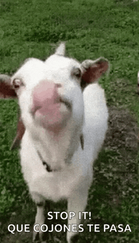 a white goat with a pink nose is standing in the grass and looking at the camera .