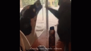 Cat Slap GIF - Cat Slap Dog GIFs