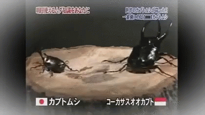 カブトムシ 虫　beetle Bug Insect 夏 GIF - Kabuto Mushi Beetle GIFs