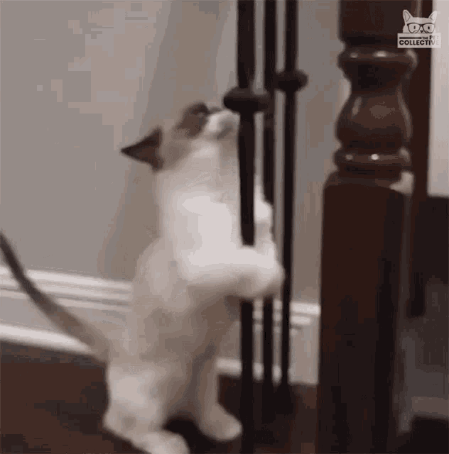 Dancing Weird GIF - Dancing Weird Cat GIFs