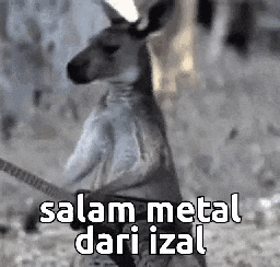 a kangaroo is holding a guitar in its pouch and saying salam metal dari izal .