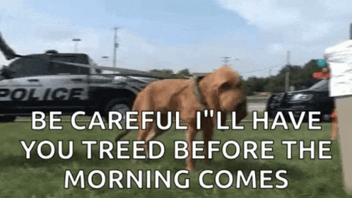 Be Careful Iĺl Have You Treed Before The Morning Comes Dog GIF - Be Careful Iĺl Have You Treed Before The Morning Comes Dog GIFs