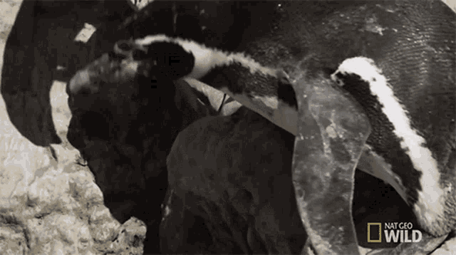 Dropping A Penguin Obstacle Course GIF - Dropping A Penguin Obstacle Course Falling Down GIFs
