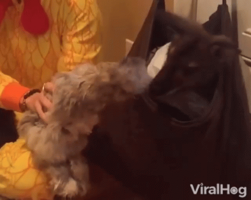 Scared Frightened GIF - Scared Frightened Shy GIFs