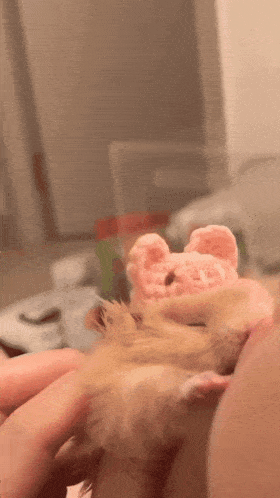 a close up of a person holding a stuffed animal that looks like a pig .