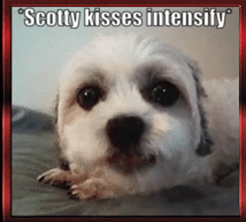 Puppy Puppy Kisses GIF - Puppy Puppy Kisses Dog Kisses GIFs