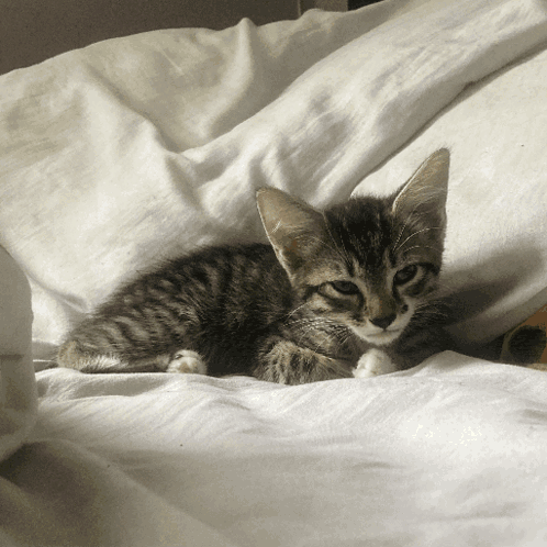 a small kitten laying on a white blanket