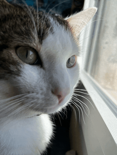 a close up of a cat looking out the window