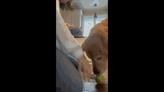a dog playing with a tennis ball while a woman looks on