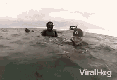 Seal Playing Around GIF - Seal Playing Around Splashing GIFs