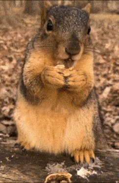 a close up of a squirrel eating a peanut