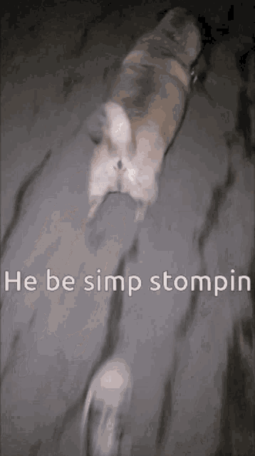 a picture of a dog with the words he be simp stompin on the bottom