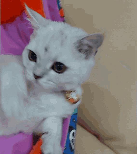 a white cat with a gold collar is laying on its back and looking at the camera