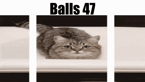 a cat is laying on a couch with the words balls 47 written above it